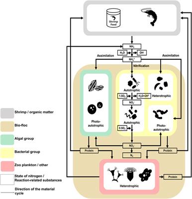 The microbial communities (bacteria, algae, zooplankton, and fungi) improved biofloc technology including the nitrogen-related material cycle in Litopenaeus vannamei farms